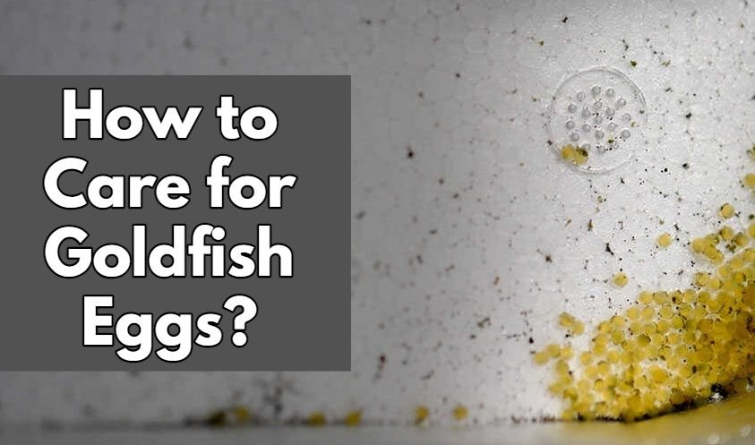 How to Care for Goldfish Eggs?