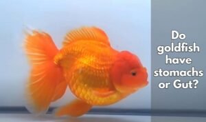 Do goldfish have stomachs or Gut?