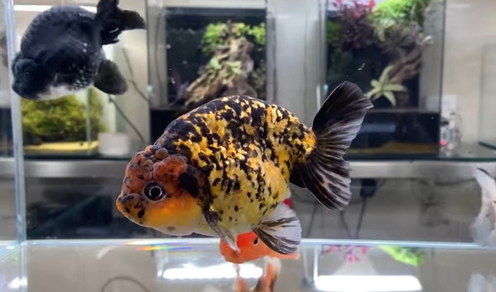 Goldfish Breeding Requirements