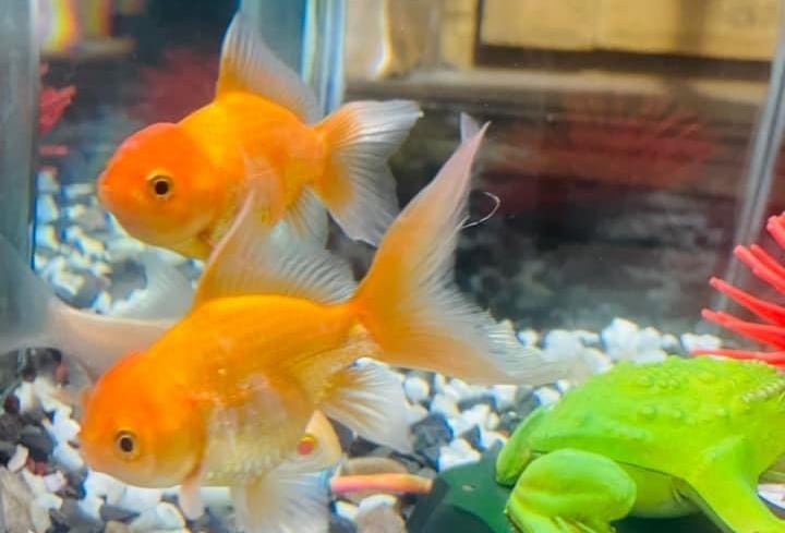 Goldfish in a 50 and 55 Gallon Tank