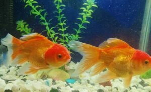 How Many Goldfish in a 20 Gallon Tank