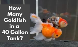 How Many Goldfish in a 40 Gallon Tank?