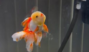 How to Train Your Goldfish