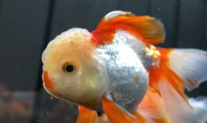 Why Goldfish are Good Pets