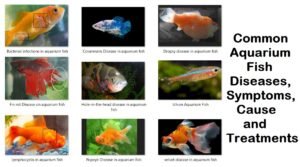 Common Aquarium Fish Diseases, Symptoms, Cause and Treatments