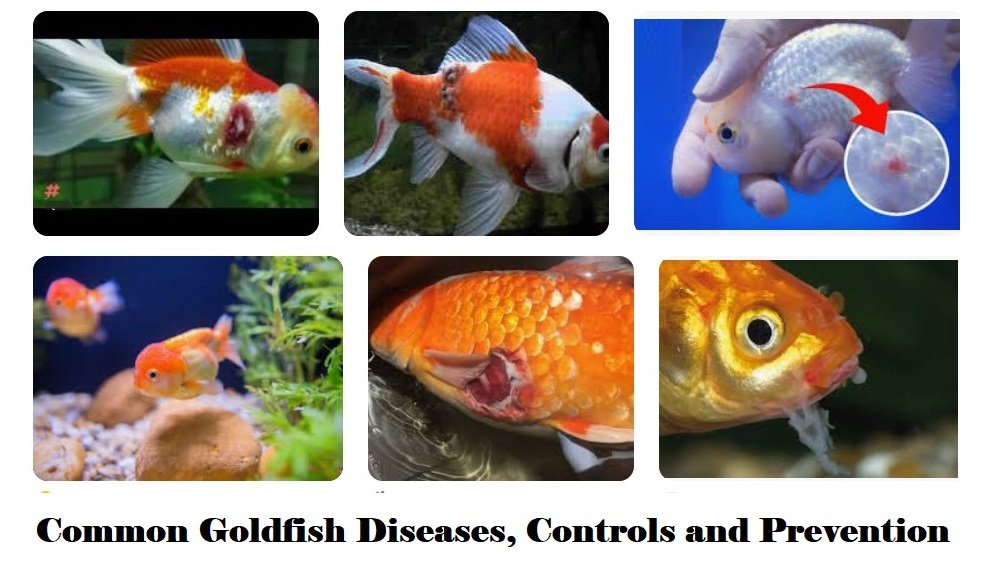 Goldfish Diseases, Controls and Prevention