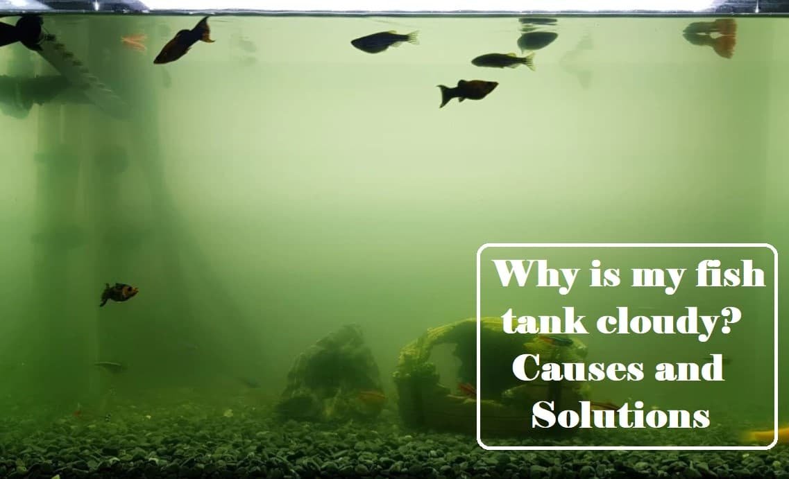 Why is my fish tank cloudy? Causes and Solutions