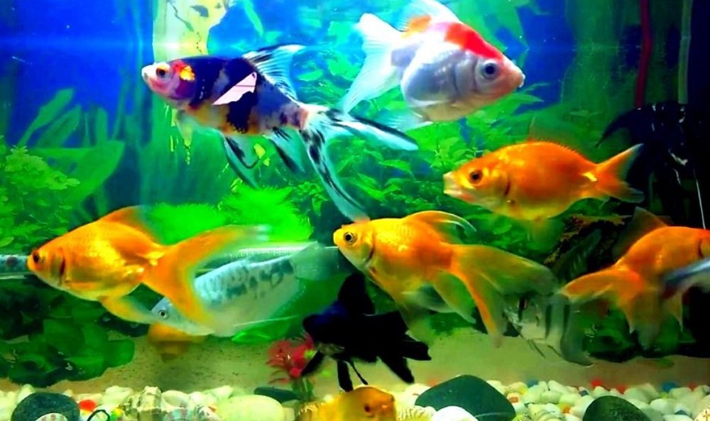 Feed Multiple Fish In One Tank