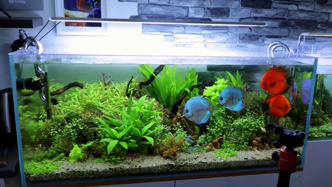 How Often To Change Gravel In A Fish Tank