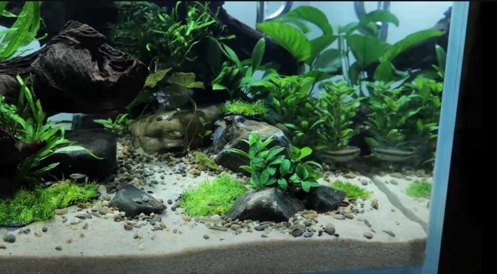 Tips To Remember While Removing Scratch From Aquarium Glass