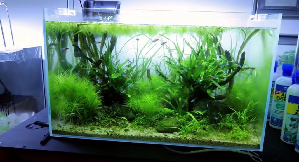 Why Do You Need Gravel in Your Fish Tank?