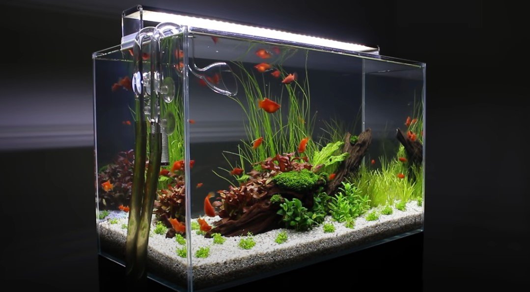 Will-Aquarium-Plants-Grow-Under-LED-Lights