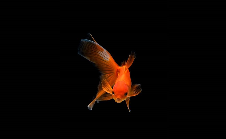Do Goldfish Have Ears? | AquariaTale